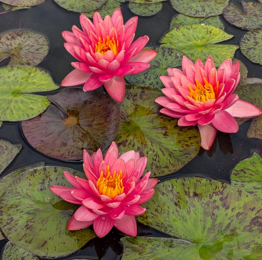 Orange Sunset Hardy Water Lily - Pond Megastore
