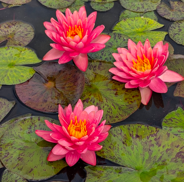 Orange Sunset Water Lily <br>