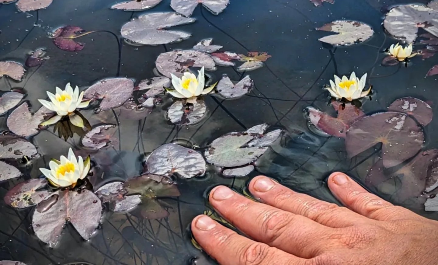 Snow Princess Pygmy Hardy Water Lily - Pond Megastore