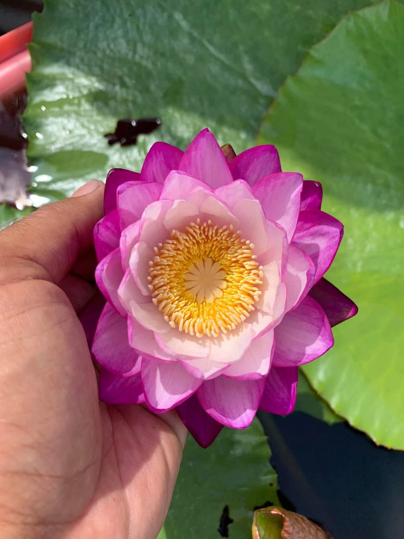 Pink Immutablis Annual Water Lily - Pond Megastore