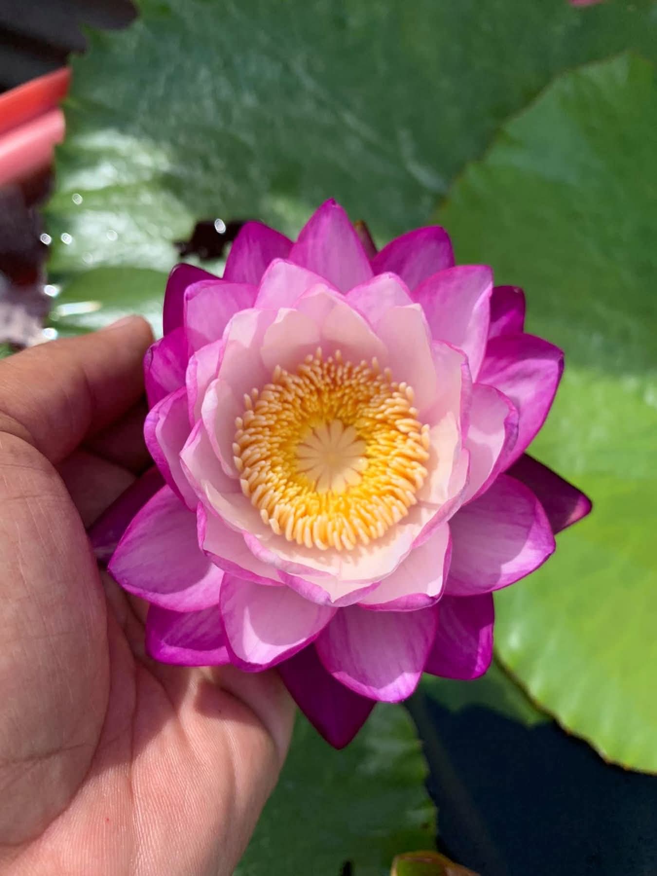 Pink Immutablis Annual Water Lily - Pond Megastore
