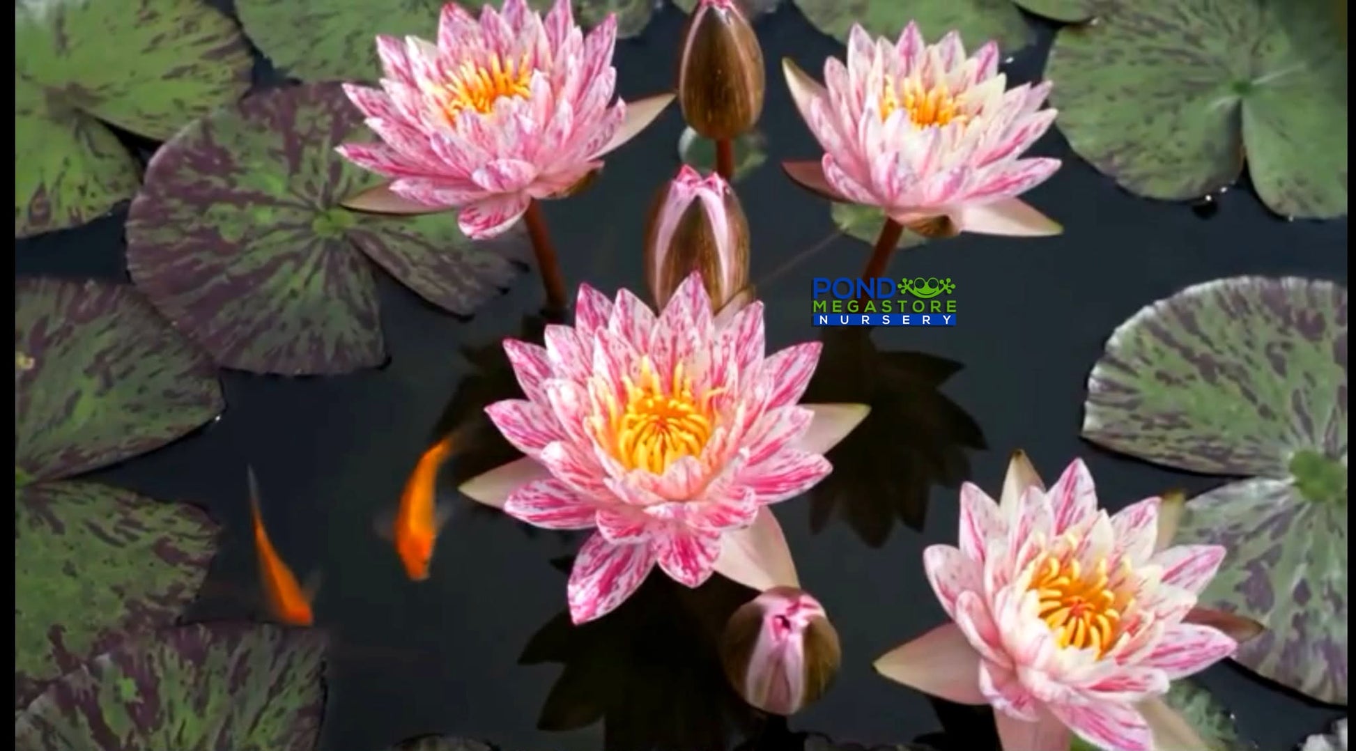 Volcano in Snow Hardy Water Lily - Pond Megastore