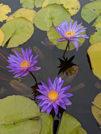 Blue Whistle Annual Water Lily