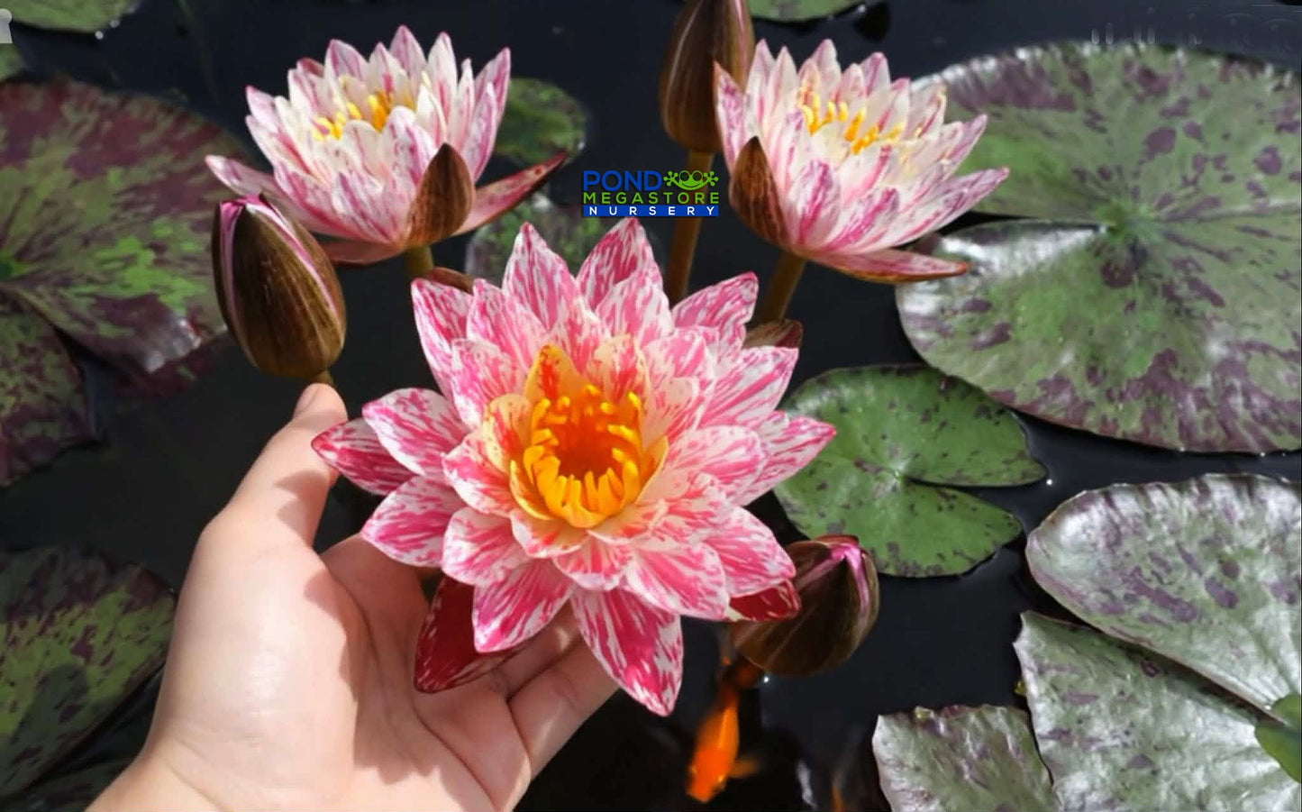 Volcano in Snow Hardy Water Lily - Pond Megastore