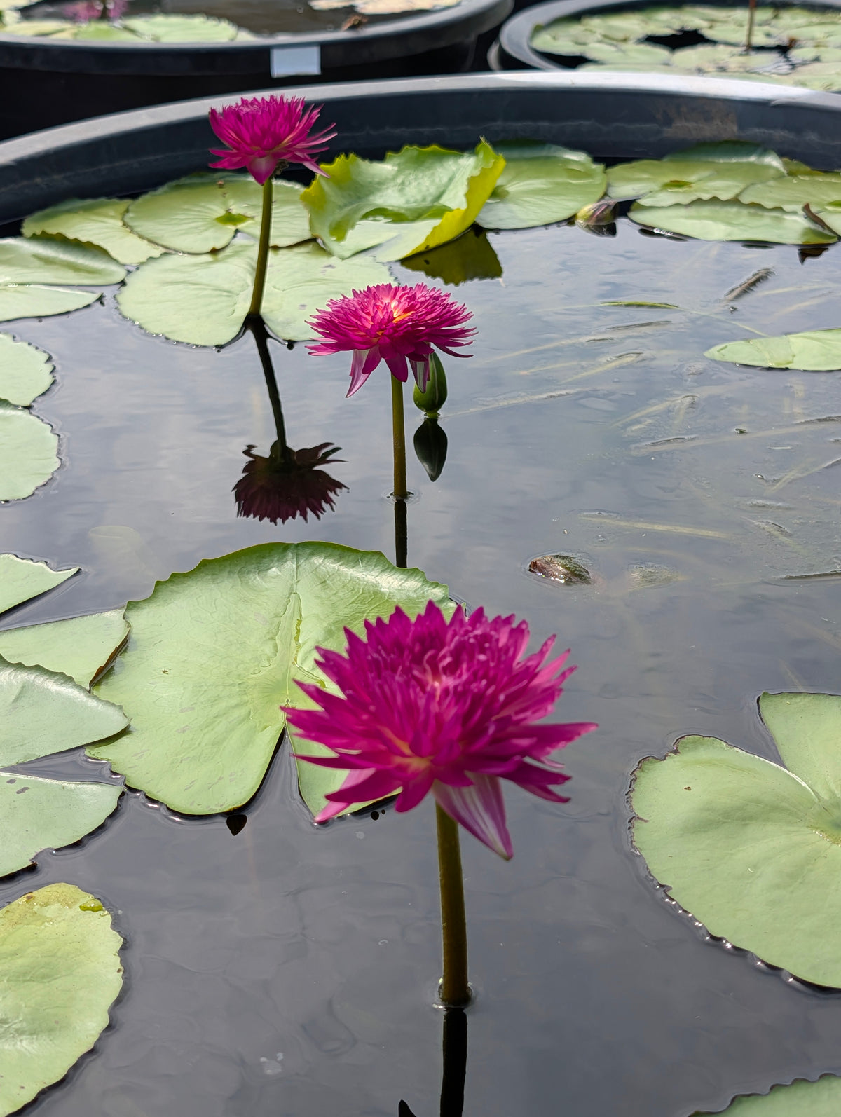 Smile of Thailand Annual Water Lily