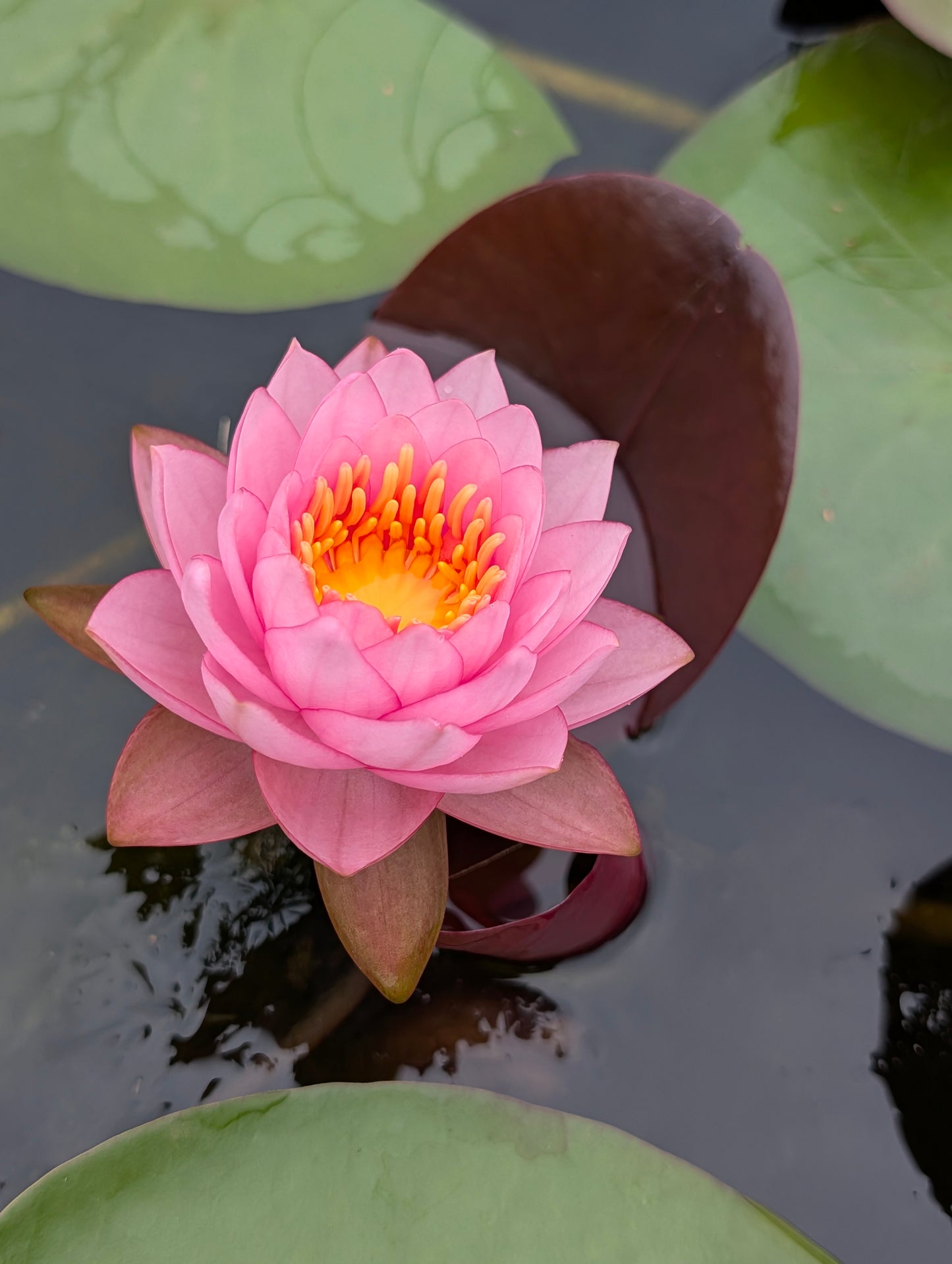Fandi Hardy Water Lily