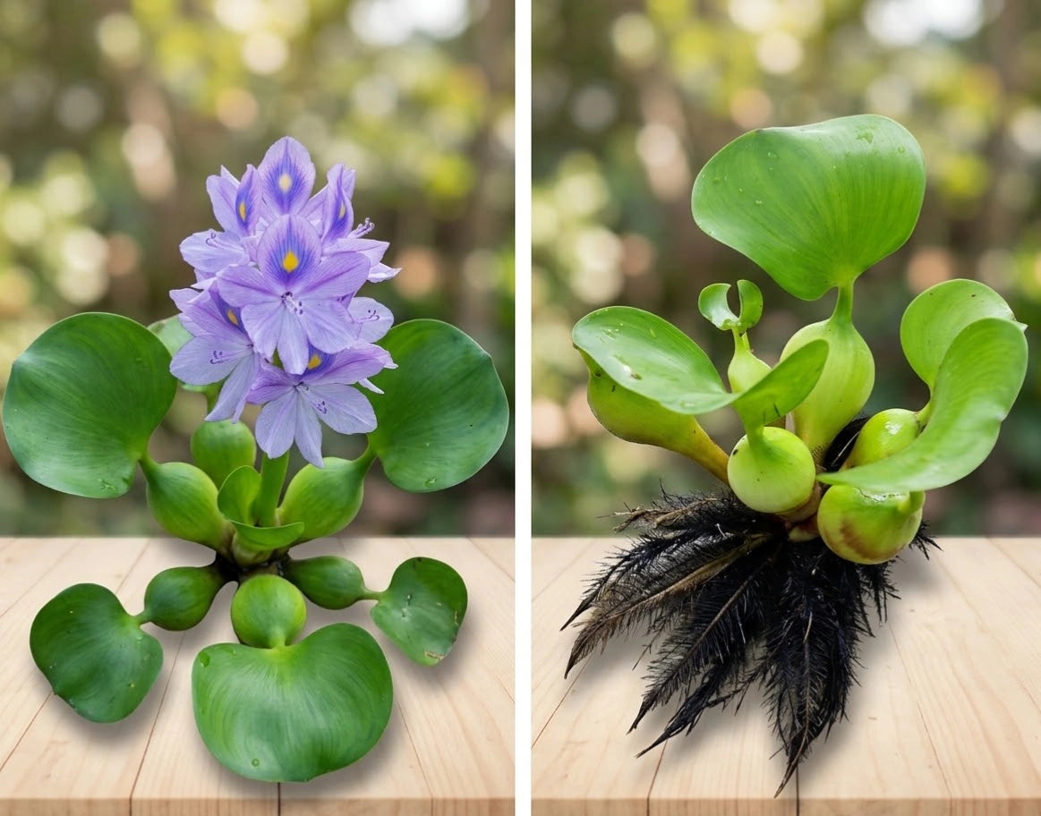 Water Hyacinth Floating Pond Plants