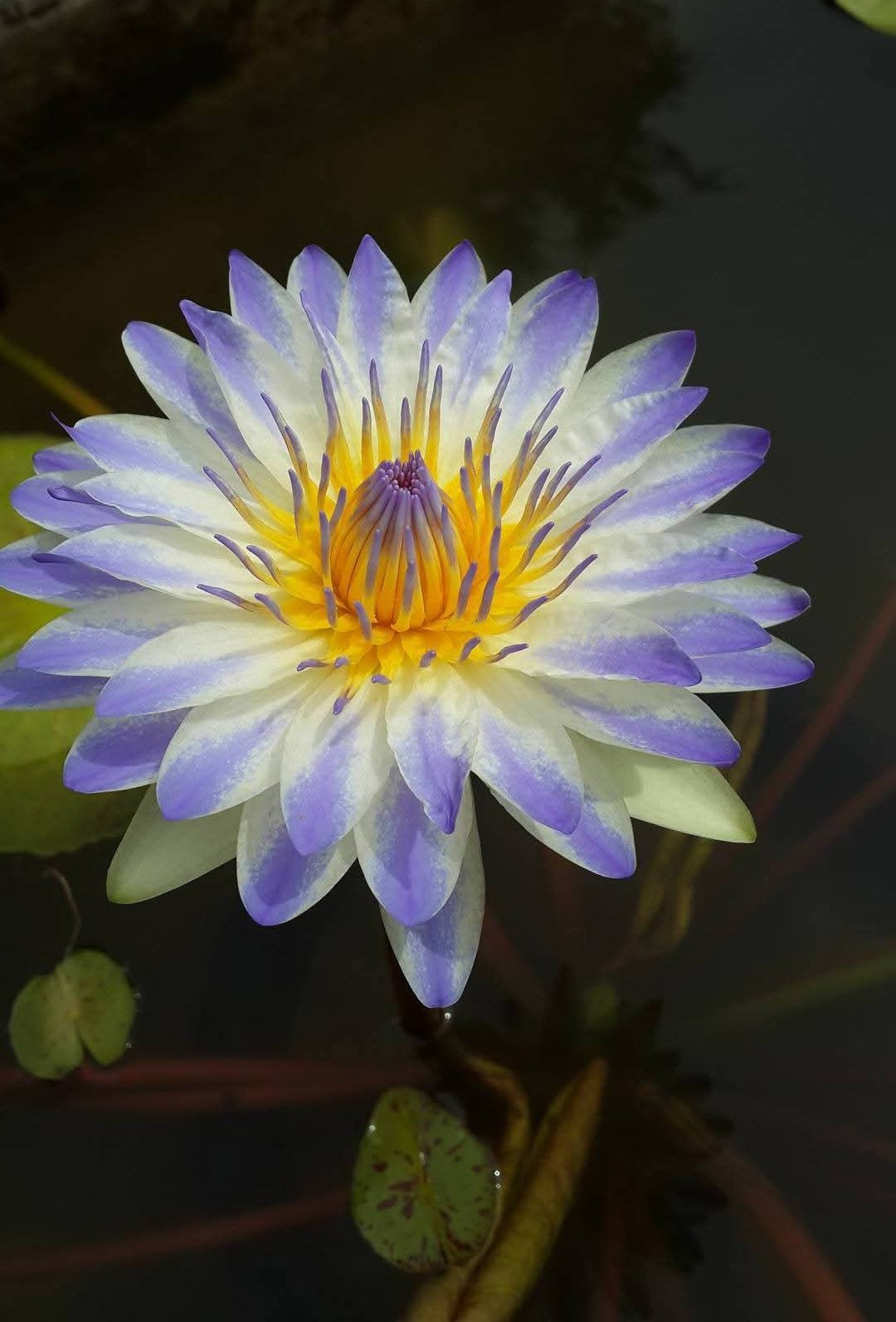 PlyFah Annual Water Lily - Pond Megastore