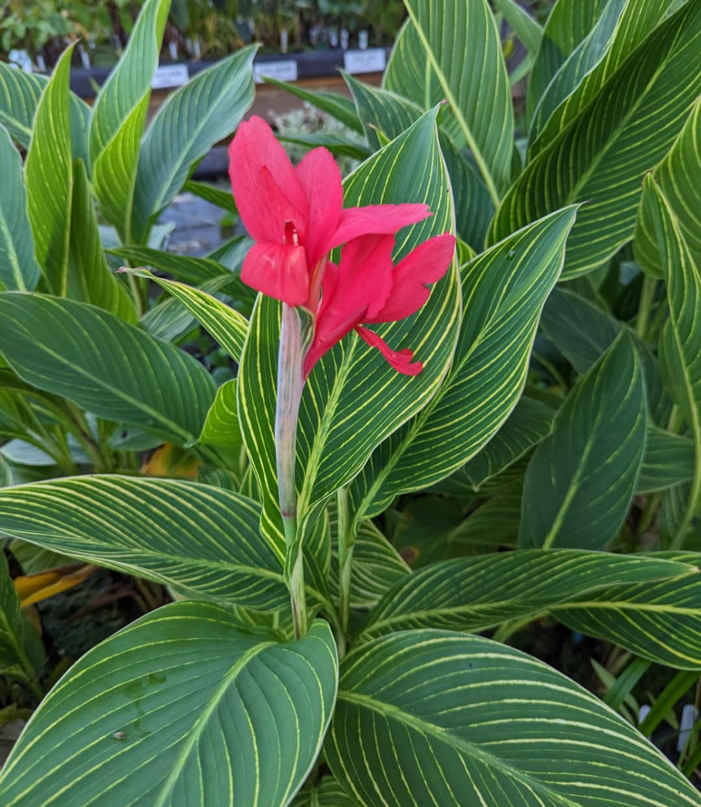 Crimson Stripes Aquatic Canna - Pond Megastore