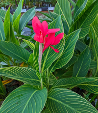 Crimson Stripes Aquatic Canna - Pond Megastore