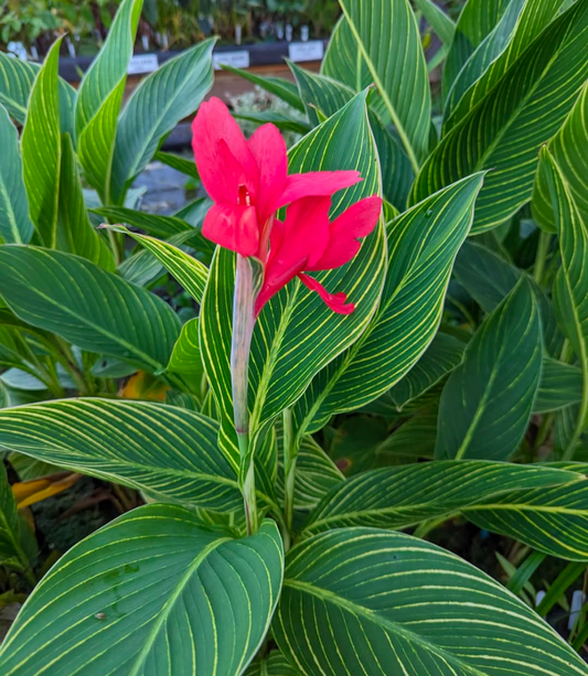 Crimson Stripes Aquatic Canna - Pond Megastore