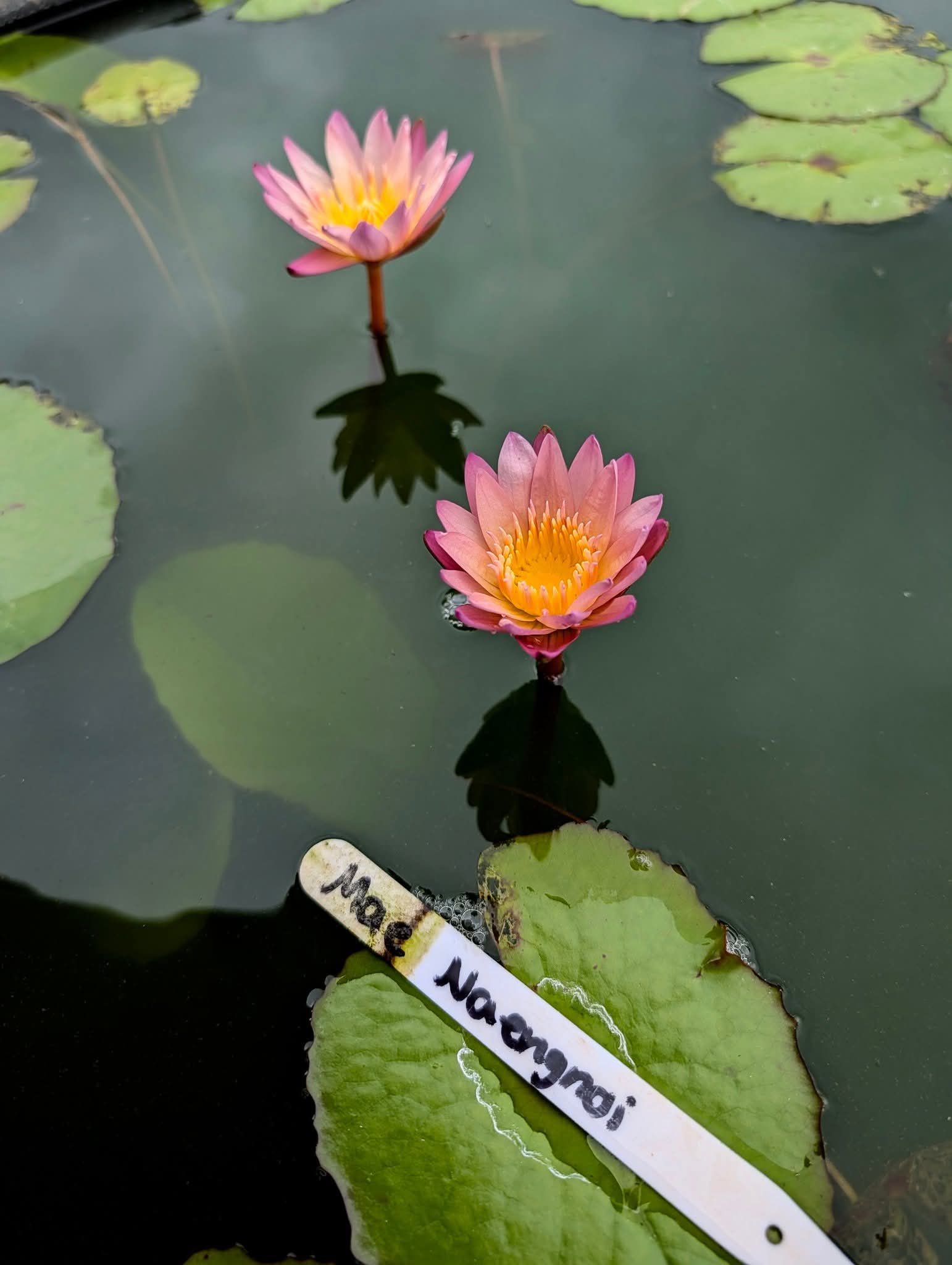 Mae Naeng Noi - Small Annual Water Lily - Pond Megastore