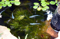 Medaka Platinum White Rice Fish - Pond Megastore