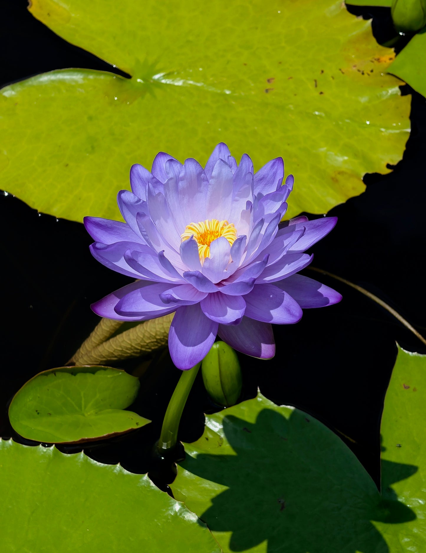 Fia Lova Aussie type Annual Water Lily