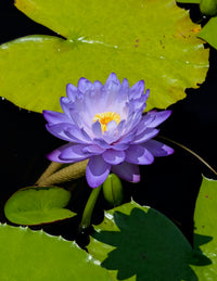 Fia Lova Aussie type Annual Water Lily