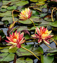 Crimson Fire Water Lily for sale - Pond Megastore