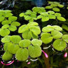 Salvinia Minima, Water Spangles <br> Large 1/4 lb portions! <br>