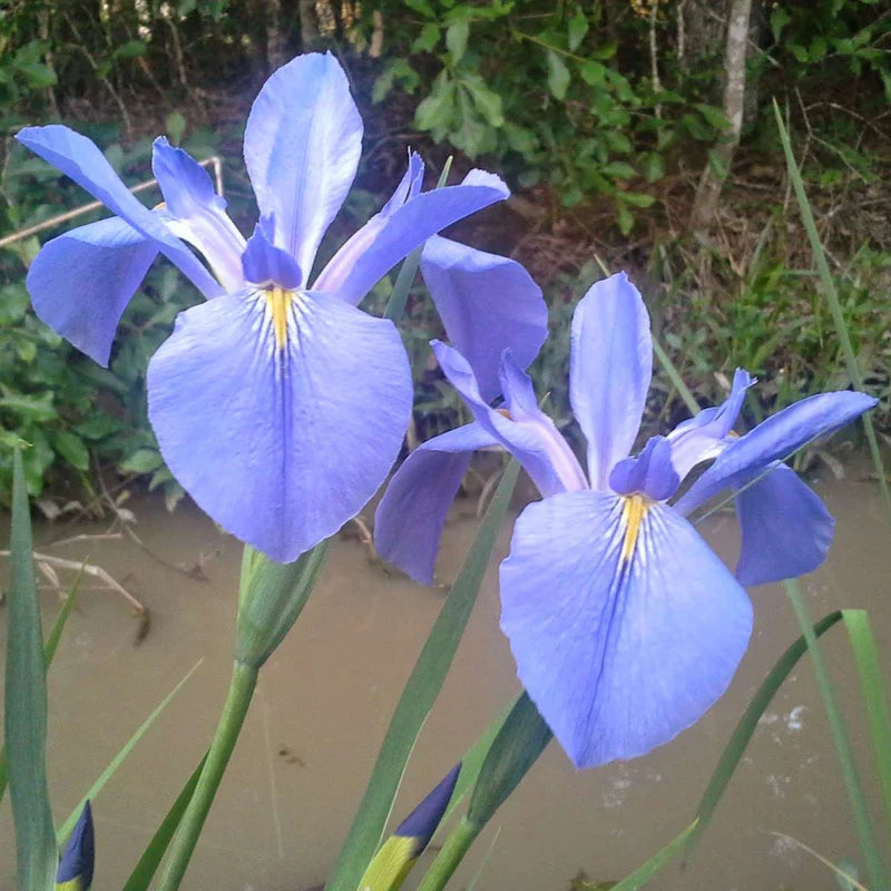 'Sea Wisp' Large Blue Iris