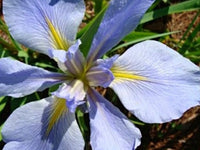 'Sea Wisp' Large Blue Iris