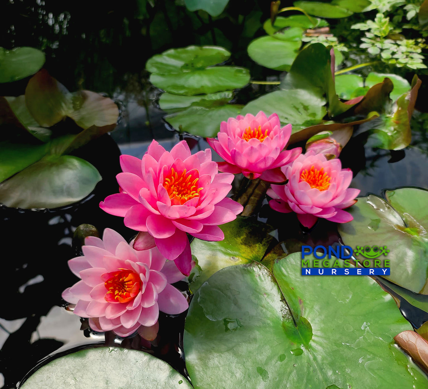 Siam Angel Hardy Water Lily - Pond Megastore