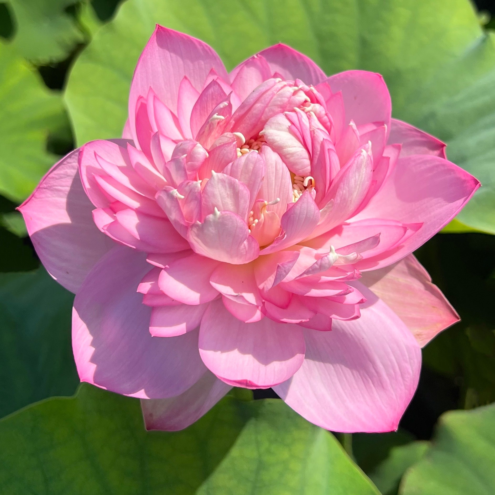 Sugar Pie Pink Lotus Simply Spectacular!