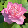 Sugar Pie Pink Lotus  <br>  Simply Spectacular!