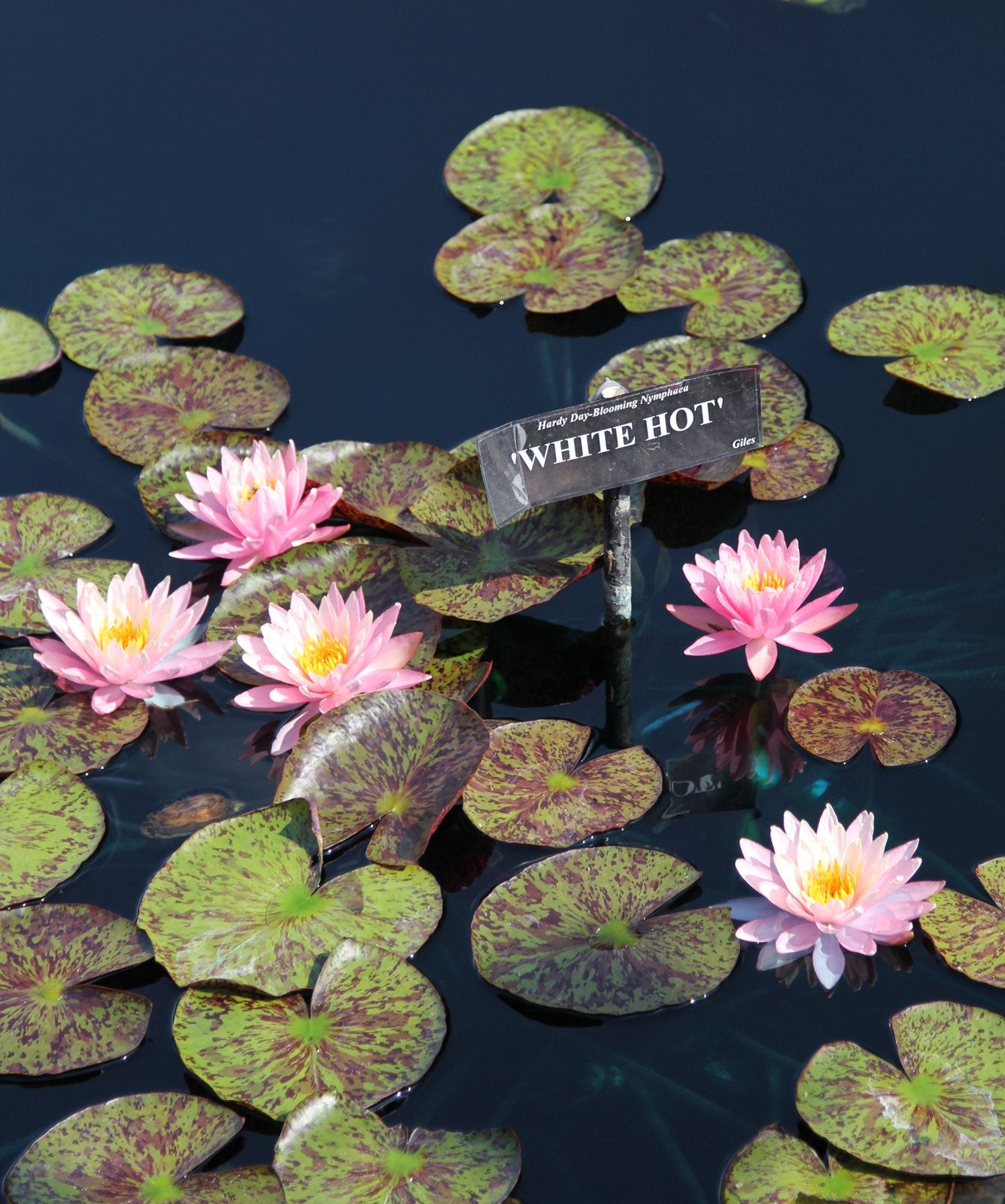 White Hot Hardy Water Lily - Pond Megastore