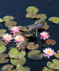 White Hot <br>Top 10 Hardy Water Lily! Easy for Beginners!