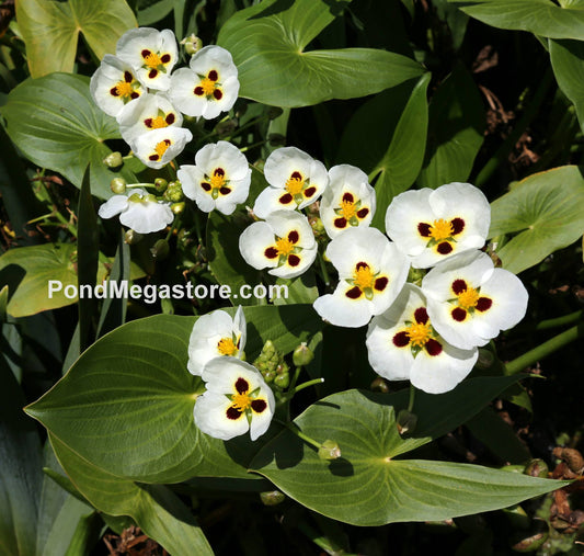 Aztec Arrowhead <br> (Sagittaria Montevidensis) <br> - pondmegastore