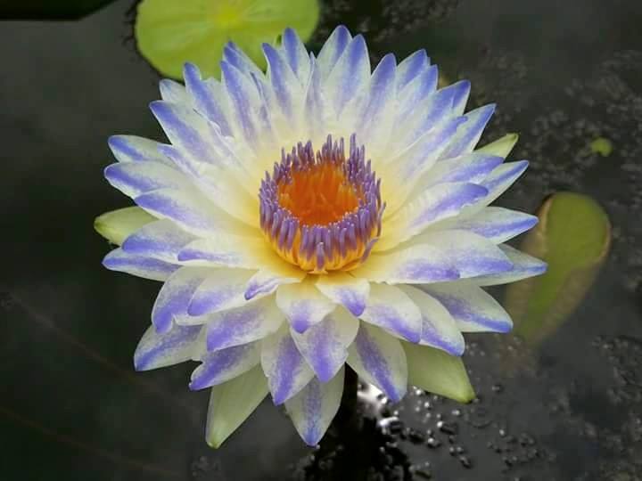 PlyFah Waterlily  <br>   (Tropical Day Blooming Waterlily) <br> Ships Spring 2020 ! - pondmegastore