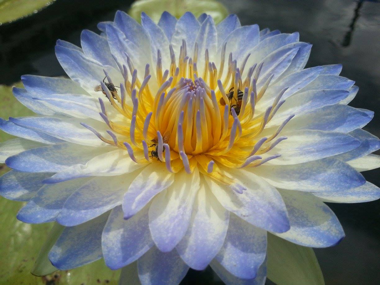 PlyFah Waterlily  <br>   (Tropical Day Blooming Waterlily) <br> Ships Spring 2020 ! - pondmegastore