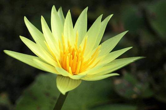 St. Louis Gold Waterlily <br> Medium, Day Bloomer - pondmegastore