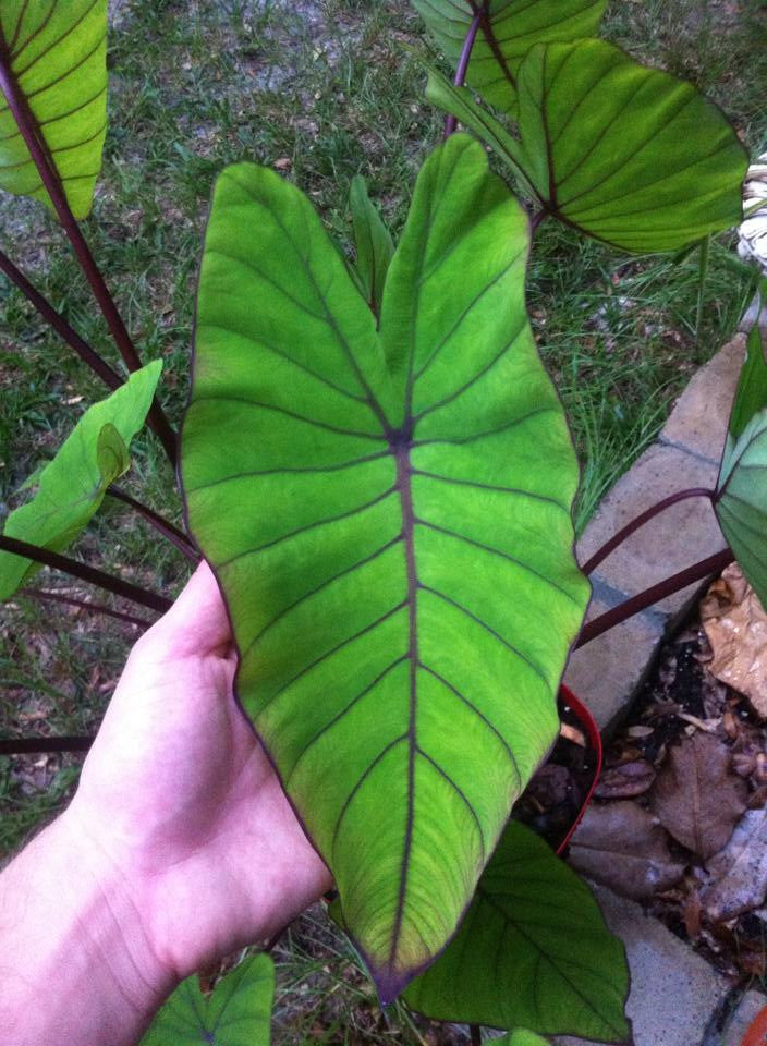 Blue Hawaii Taro  <br>  (Colocasia) <br> - pondmegastore