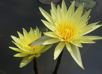 Grower's Choice Yellow Day Blooming Water Lilies <br>  Ships Spring 2020 ! - pondmegastore