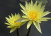Grower's Choice Yellow Day Blooming Water Lilies <br>