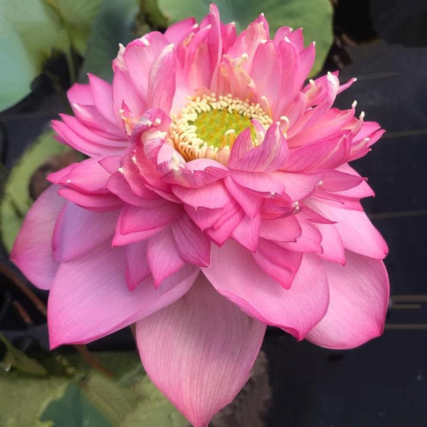 Pink Symphony Lotus<br>Fabulous 'Showcase' Lotus!