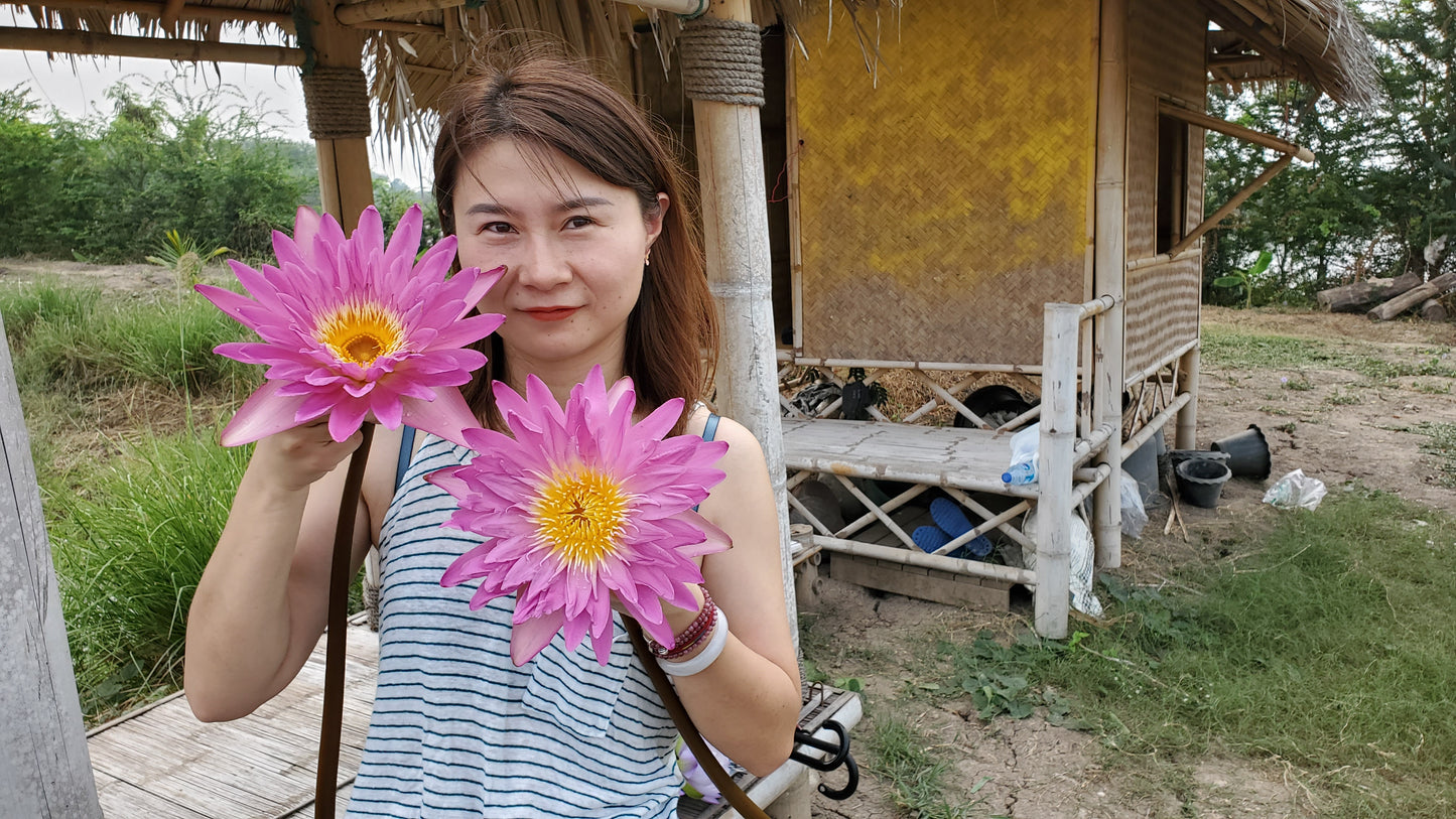 L'Amore Waterlily  <br>   (Tropical Day Blooming Waterlily) <BR> Ships Spring 2020 ! - pondmegastore