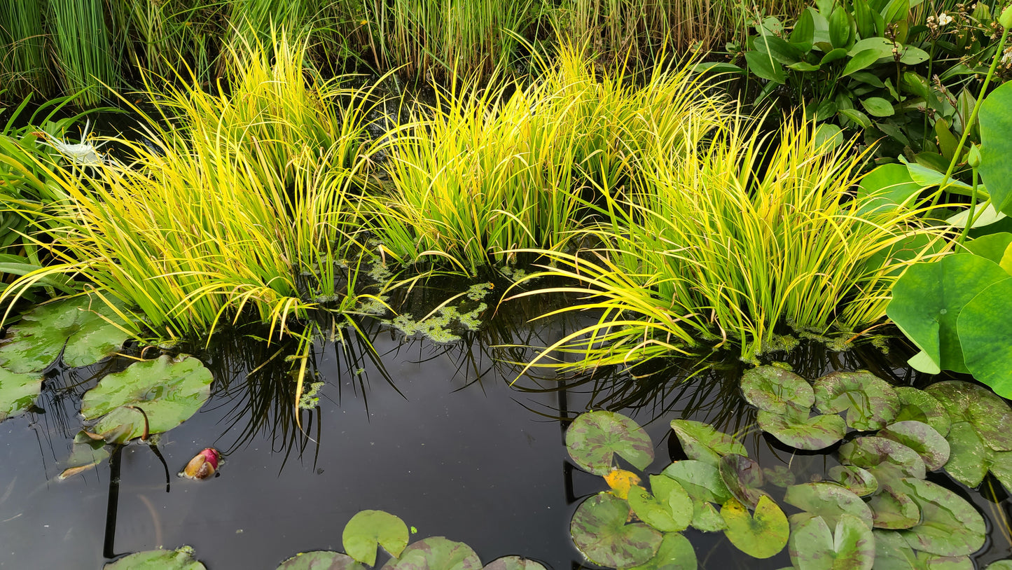 Dwarf Golden Japanese Sweet Flag <b> Acorus Gramineus 'Ogon' - Pond Megastore