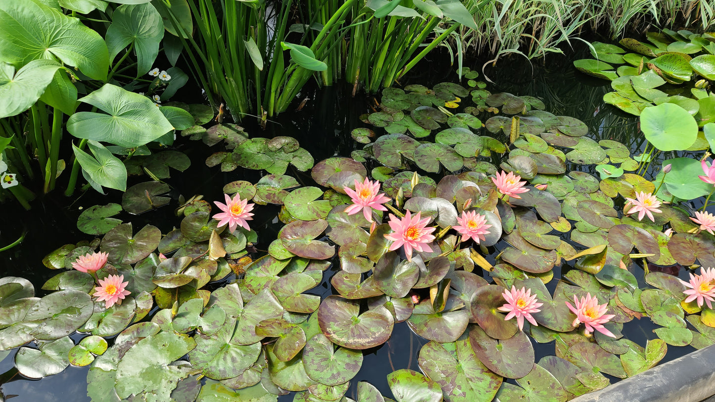 WHOLESALE QUANTITY (12+) Prakisad Water Lily - Pond Megastore