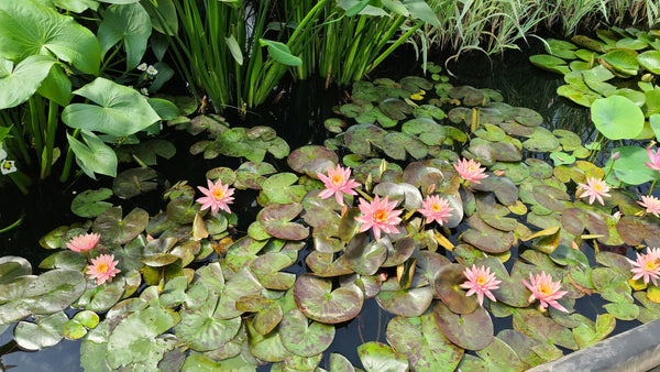 Lily Pads For Sale Online  Buy 1 Get 1 Free – Garden Plants Nursery