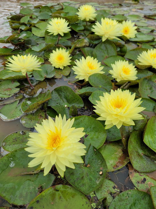 Grower Choice  Hardy Water Lilies - Pond Megastore