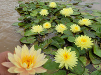 Fragrance & Fortune Hardy Water Lily - Pond Megastore