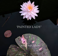 Painted Lady <br> Medium Hardy Waterlily <br> - pondmegastore