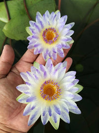PlyFah Waterlily  <br>   (Tropical Day Blooming Waterlily) <br> Ships Spring 2020 ! - pondmegastore
