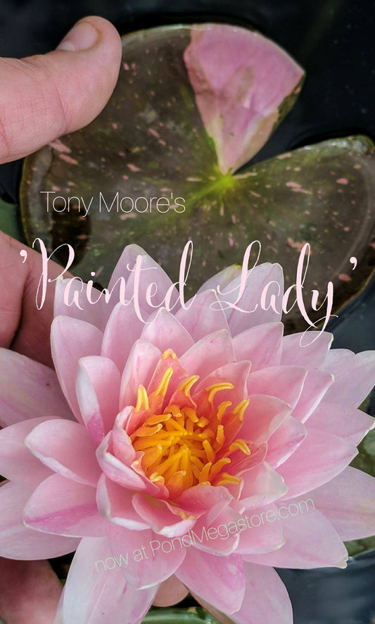 Painted Lady <br> Medium Hardy Waterlily <br> - pondmegastore