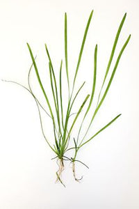 Vallisneria, (val dwarf americana)<br> Winter Hardy Oxygenating Pond Plants - Pond Megastore