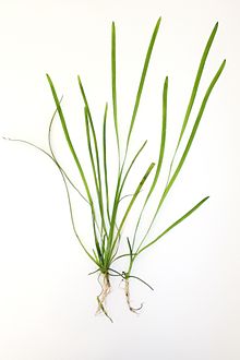 Vallisneria, (val dwarf americana)<br> Winter Hardy Oxygenating Pond Plants - Pond Megastore