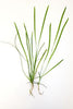 Vallisneria Torta <br> Winter Hardy Oxygenating Pond Plants <br> Great for goldfish and tadpoles! <br>