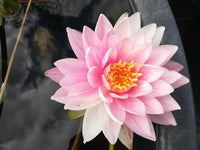 Painted Lady <br> Medium Hardy Waterlily <br> - pondmegastore