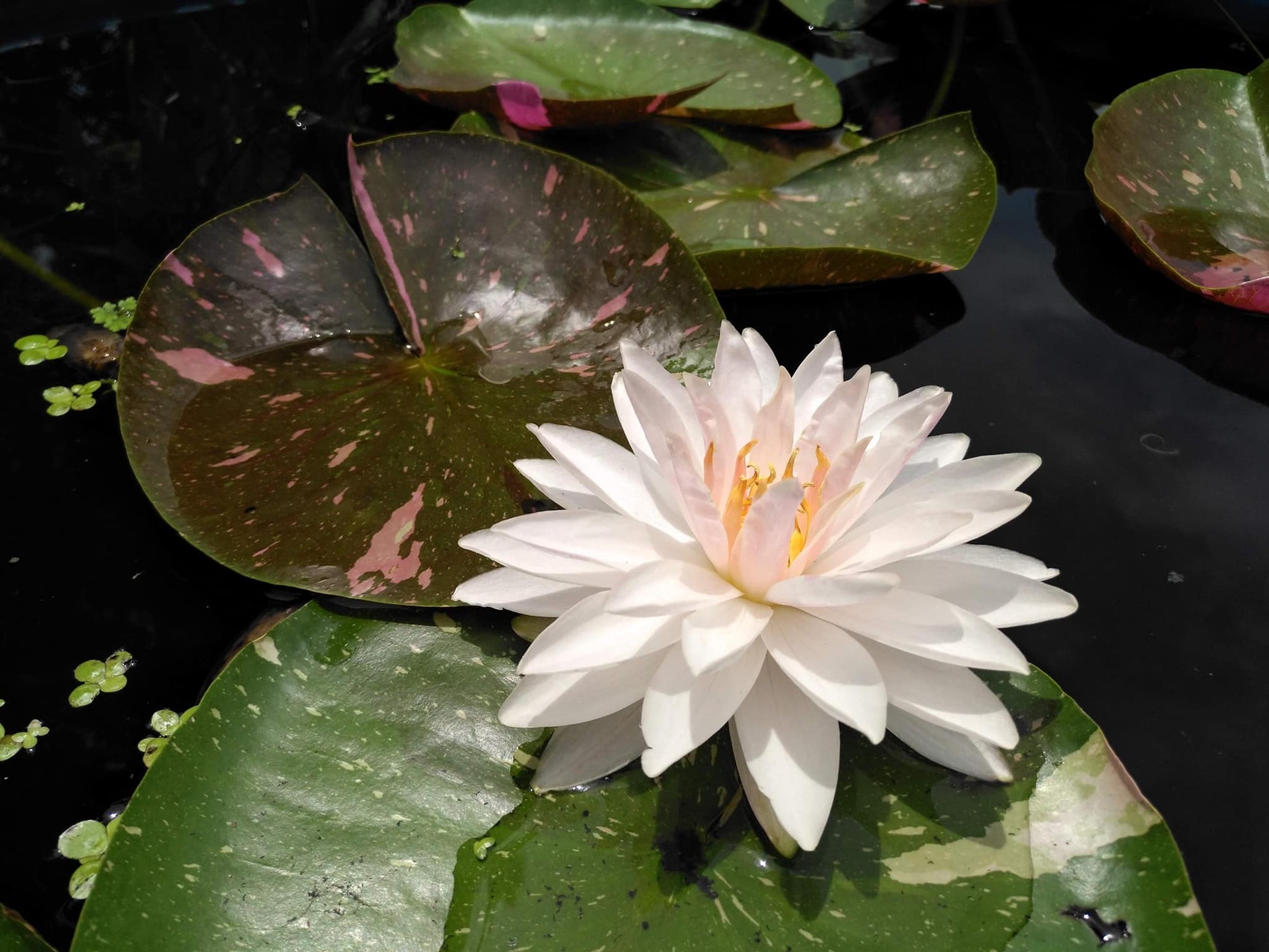 Painted Lady <br> Medium Hardy Waterlily <br> - pondmegastore